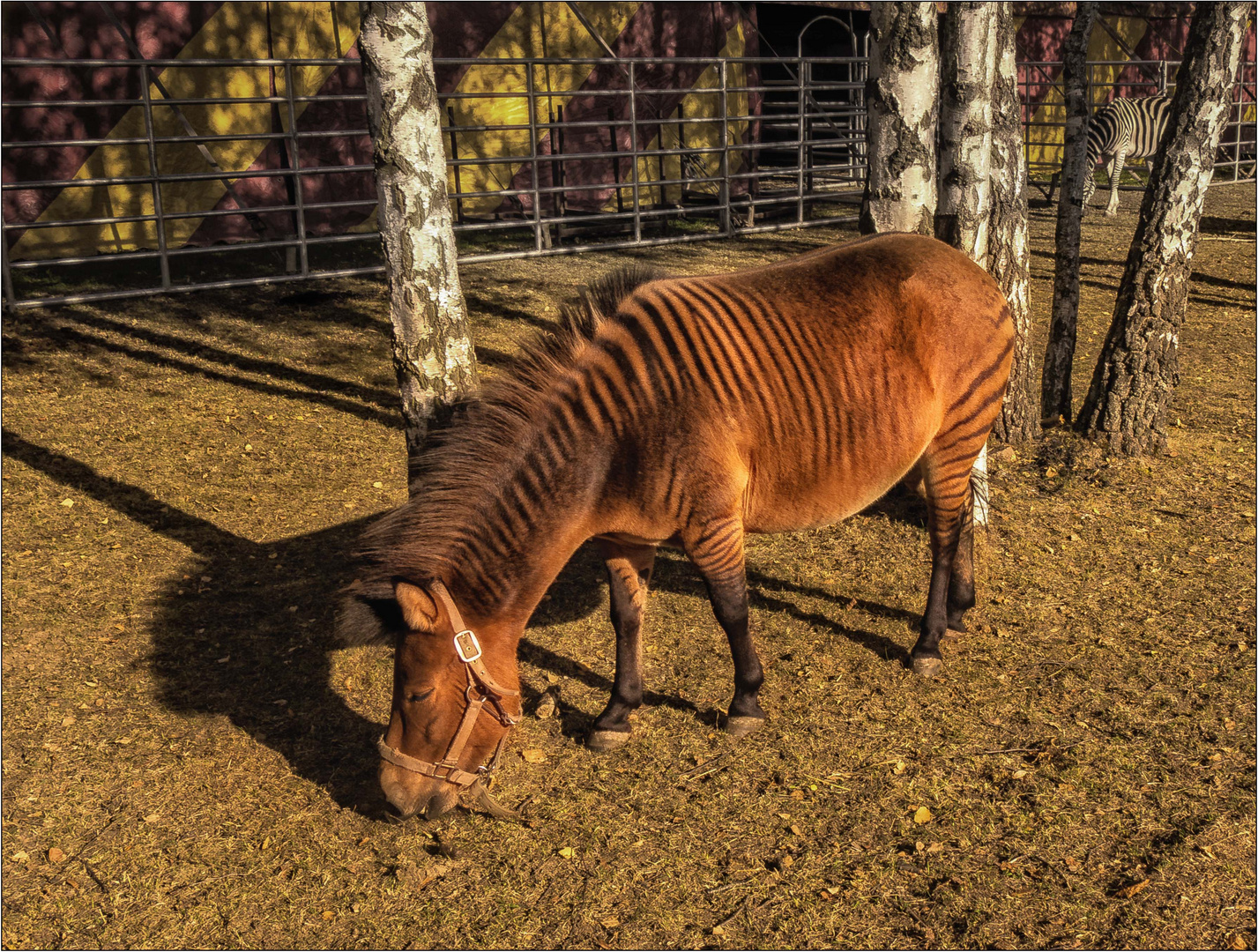 Zebroid  "JAMBO"