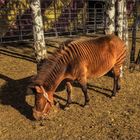 Zebroid  "JAMBO"