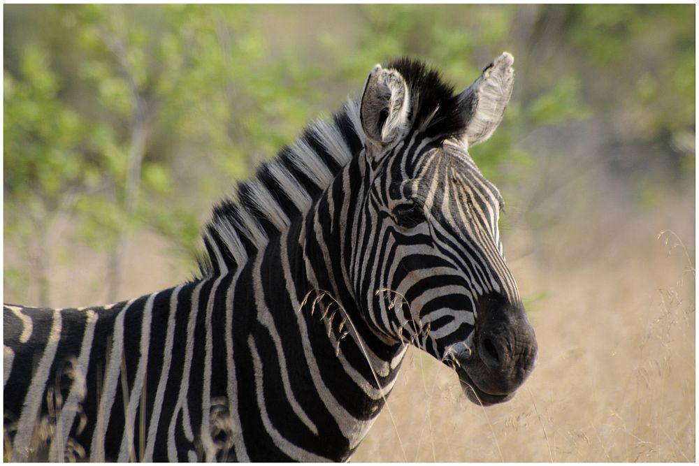 Zebta @ Pilanesberg (Südafrika)