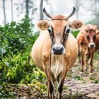 Zebu auf Teeplantage in Ella, Sri Lanka