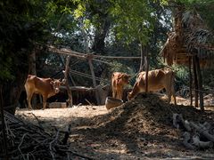 Zebu-Gehege in einem Dorf bei Sinput