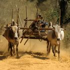 Zebu-Gespanne in Burma (Myanmar)