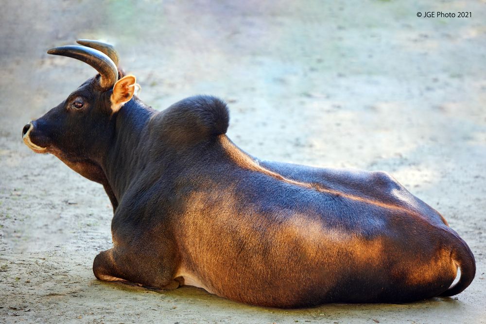 Zebu Rind im Tierpark Worms