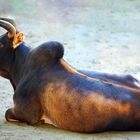 Zebu Rind im Tierpark Worms