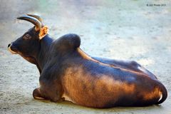 Zebu Rind im Tierpark Worms