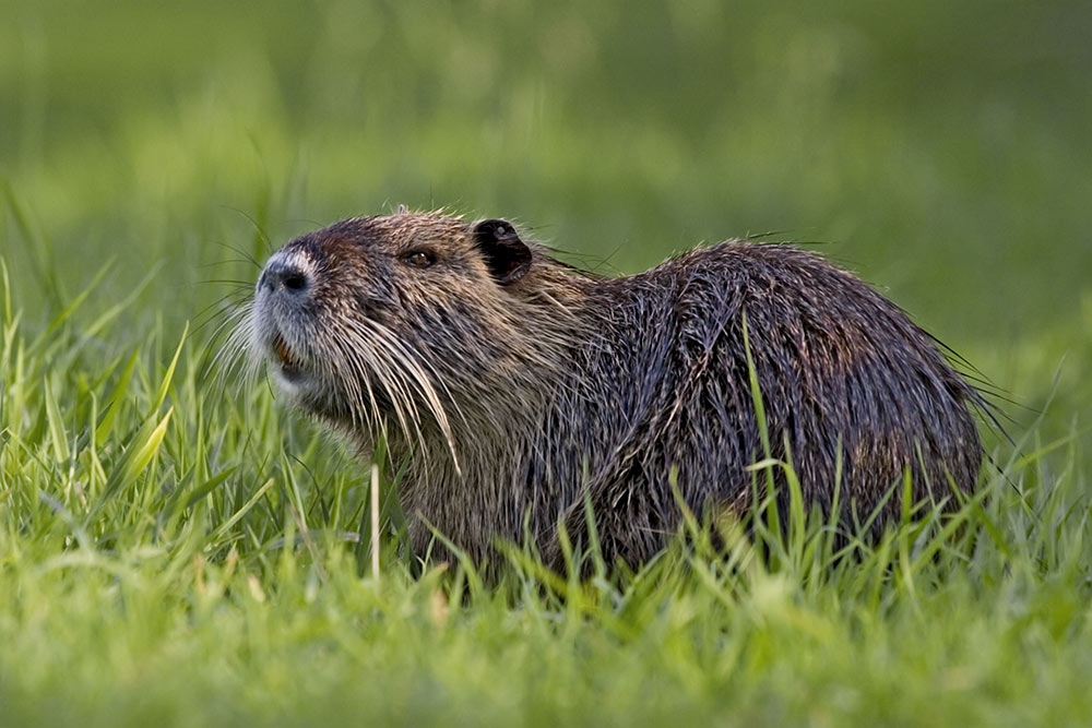 Zecke auf Nutria