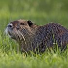 Zecke auf Nutria