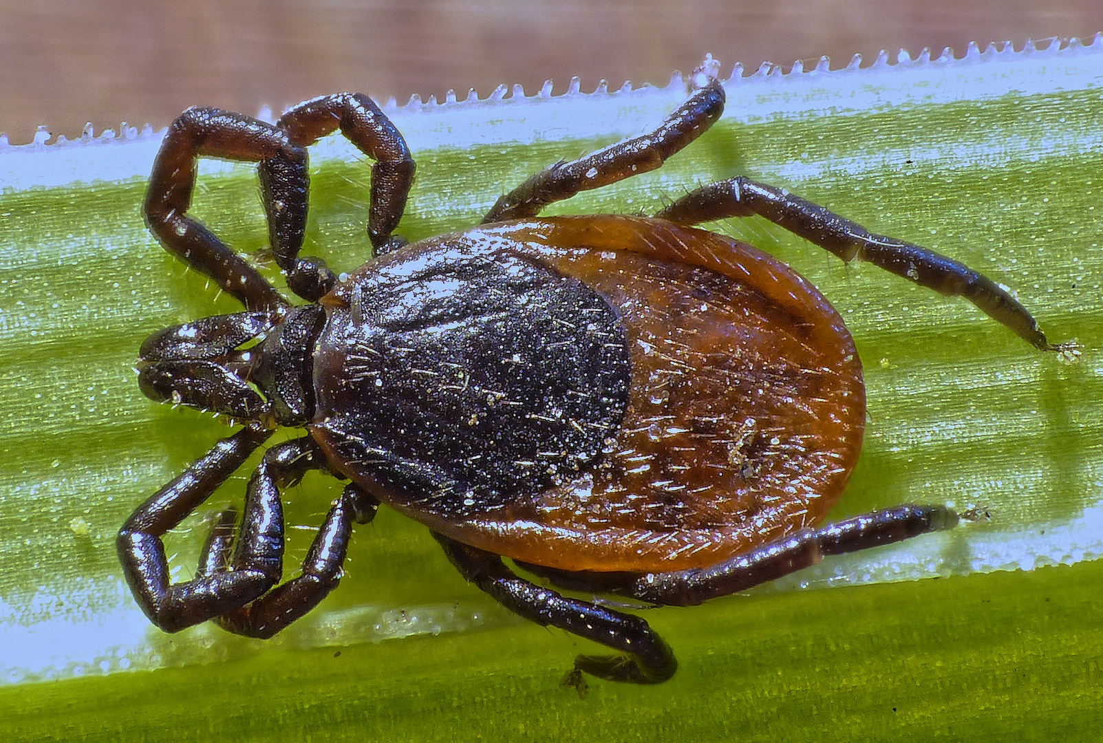 Zecke im Supermakro - Gemeiner Holzbock (Ixodes ricinus)