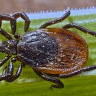 Zecke im Supermakro - Gemeiner Holzbock (Ixodes ricinus)