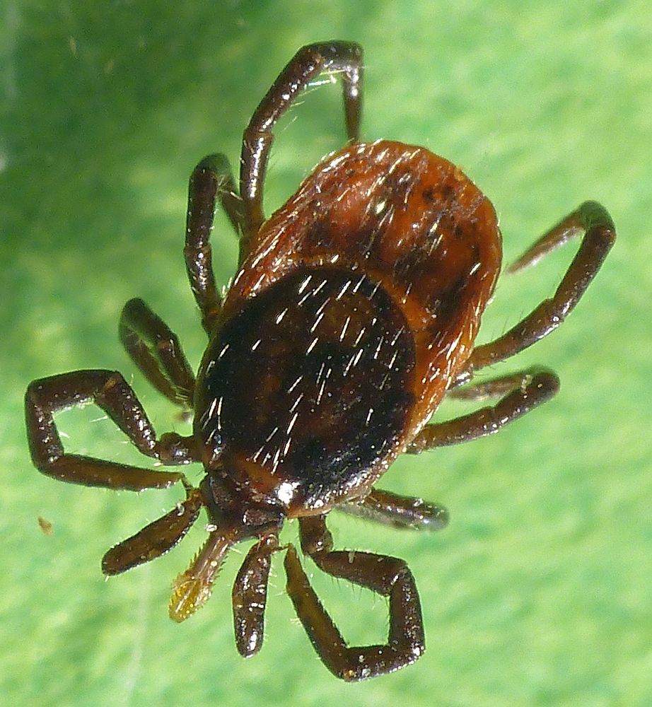 Zecke (Ixodes ricinus) - leider auch in unserem Garten