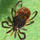 Zecke (Ixodes ricinus) - leider auch in unserem Garten