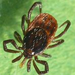 Zecke (Ixodes ricinus) - leider auch in unserem Garten