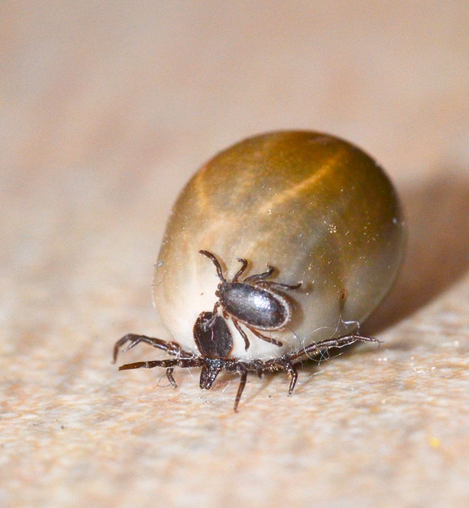 Zecken Foto & Bild tiere, wildlife, spinnen Bilder auf
