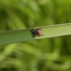 Zecken - Jetzt warten sie wieder im Gras auf Mensch und Tier