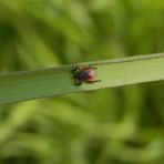 Zecken - Jetzt warten sie wieder im Gras auf Mensch und Tier