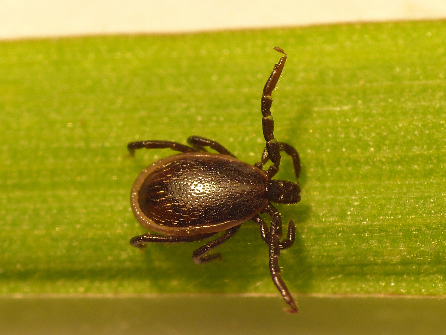 Zecken-Männchen (Ixodes ricinus) auf Grashalm