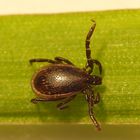 Zecken-Männchen (Ixodes ricinus) auf Grashalm