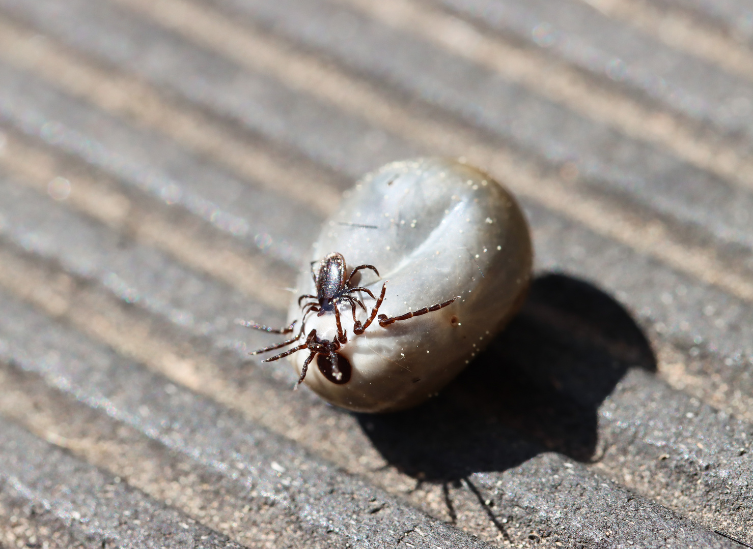 Zecken...Insekten die keiner will!