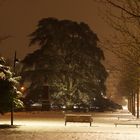 Zeder im Alleenpark - Oberursel