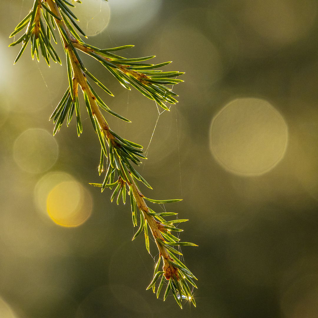 Zeder nach dem Regen _MG_0585