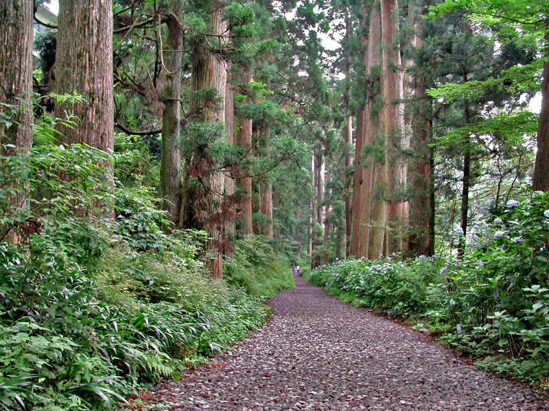 Zedern Allee Hakone