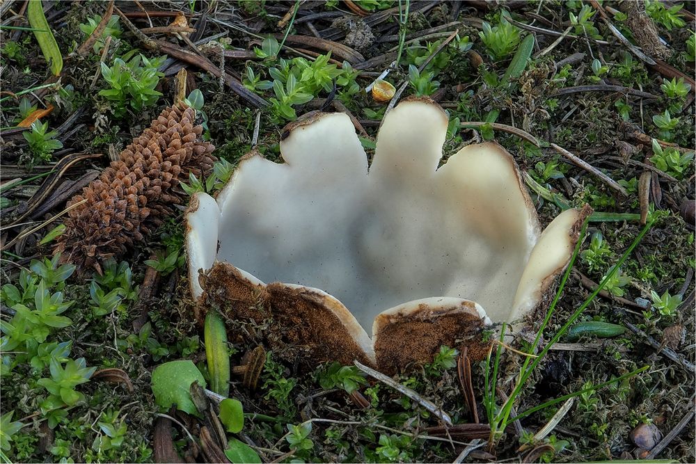 Zedern-Sandborstling (GEOPORA SUMNERIANA)