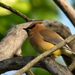 Zedernseidenschwanz (Bombycilla cedrorum)