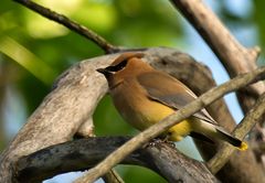 Zedernseidenschwanz (Bombycilla cedrorum)