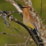 Zedernseidenschwanz - Cedar Waxwing (Bombycilla cedrorum)