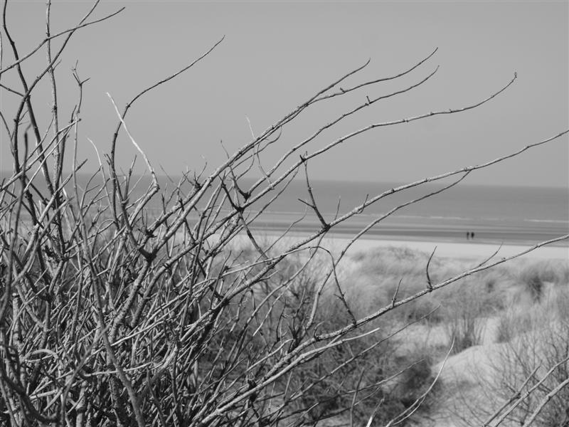 Zeebrugge dunes