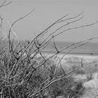 Zeebrugge dunes