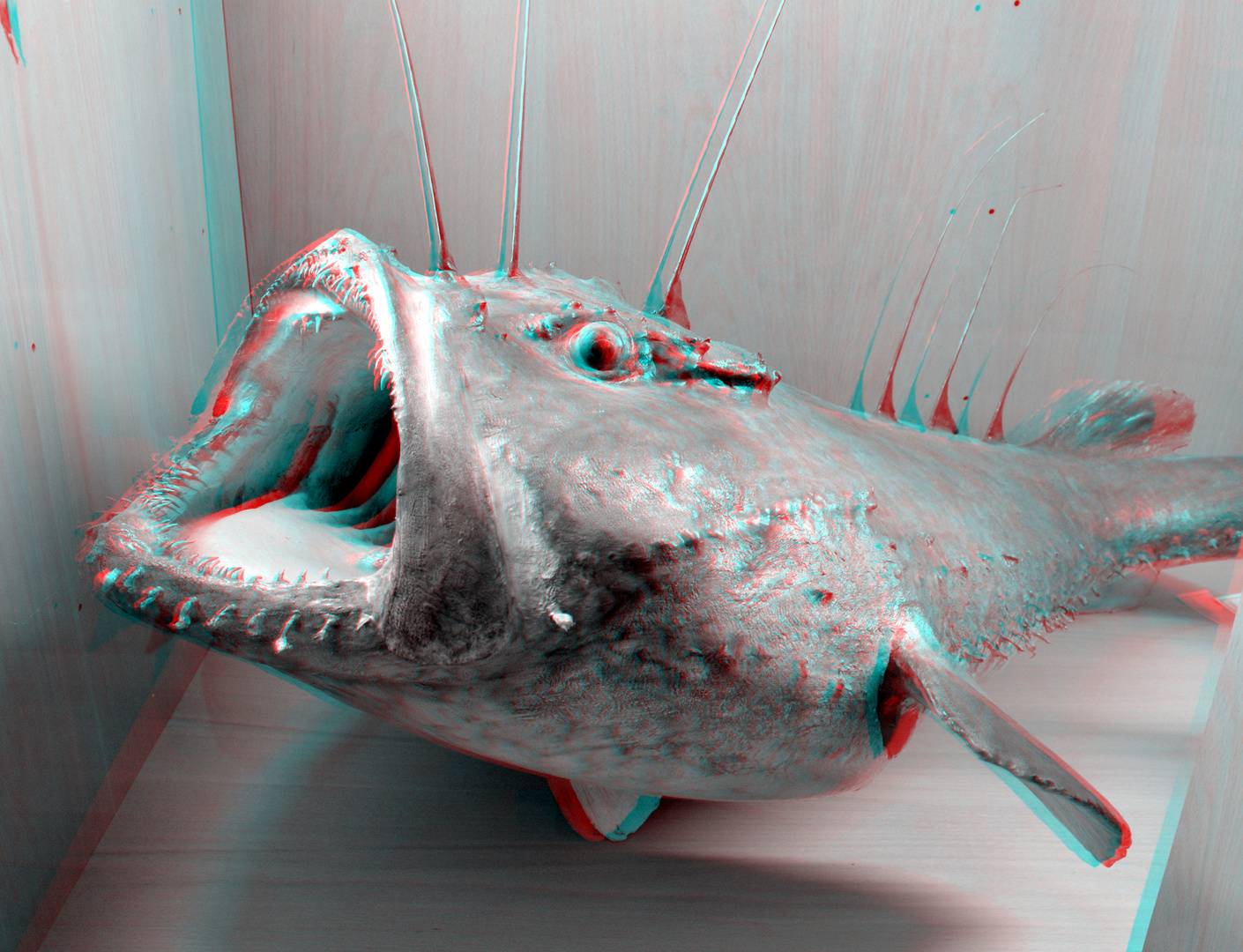 Zeeduivel ( Anglerfish) NHM-Rotterdam 3D