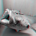 Zeeduivel ( Anglerfish) NHM-Rotterdam 3D