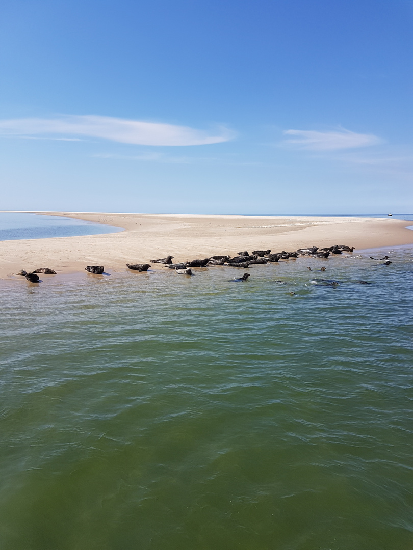 Zeehonden