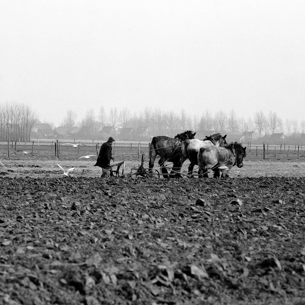 Zeeland 1981