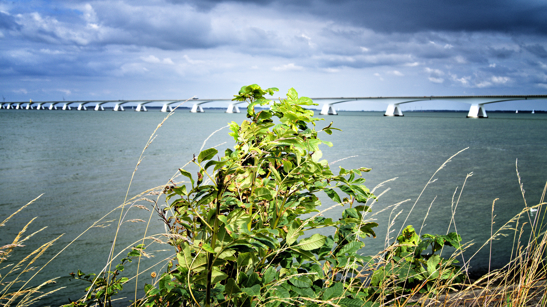 Zeelandbridge