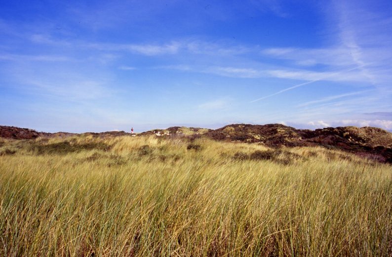 Zeepeduinen