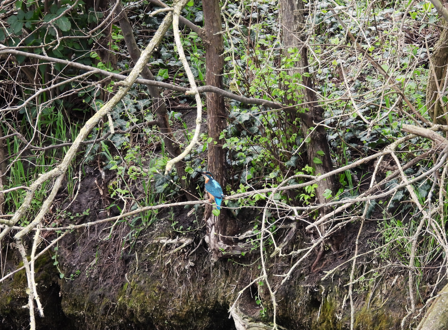 Zeestow/Campingplatz: Eisvogel vor der Bruthöhle