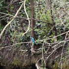 Zeestow/Campingplatz: Eisvogel vor der Bruthöhle