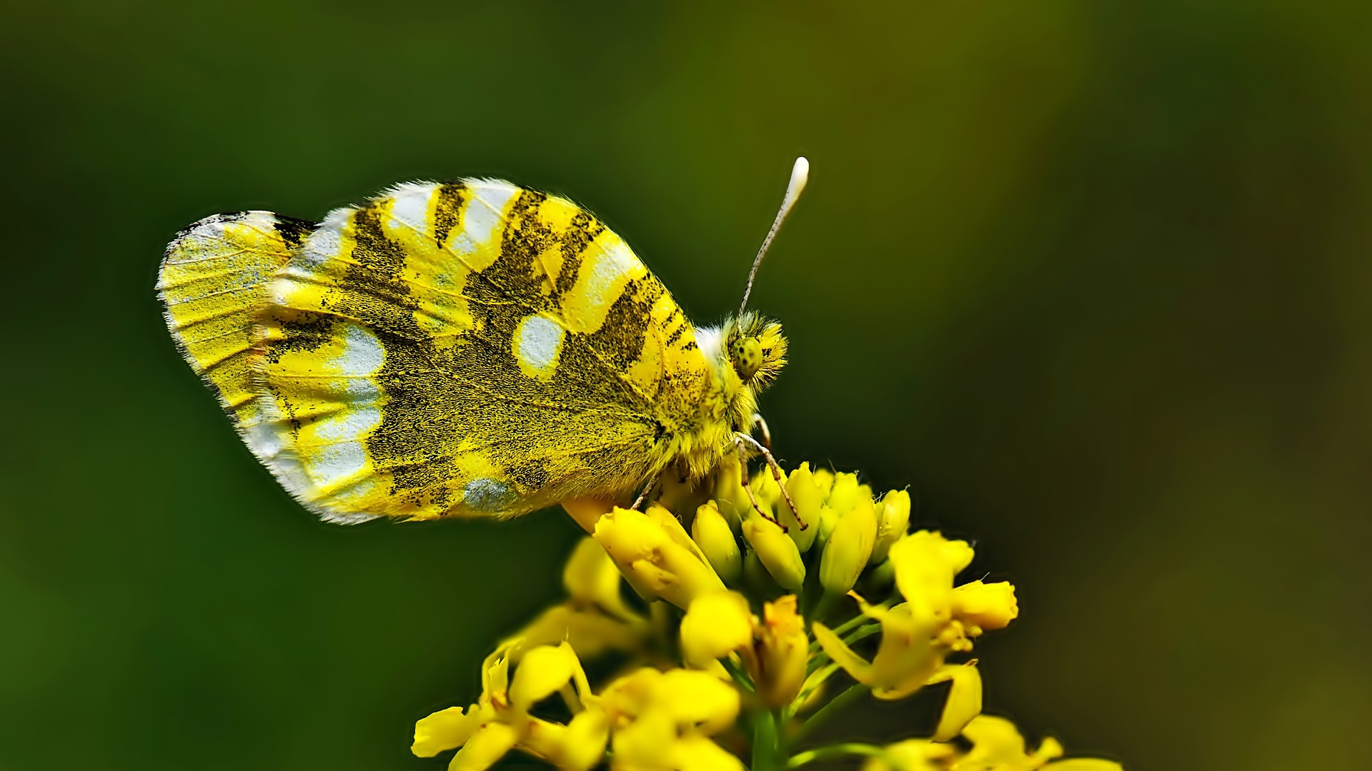 Zegris eupheme