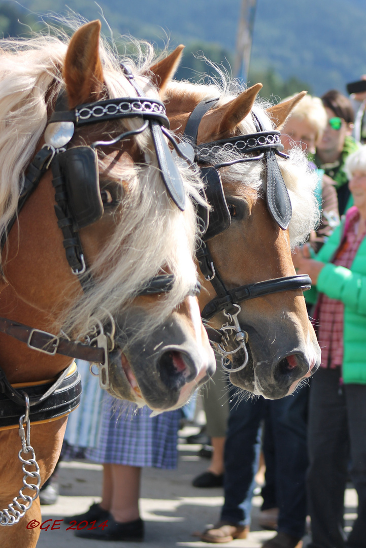 Zehnerzugtreffen Leitzachtal