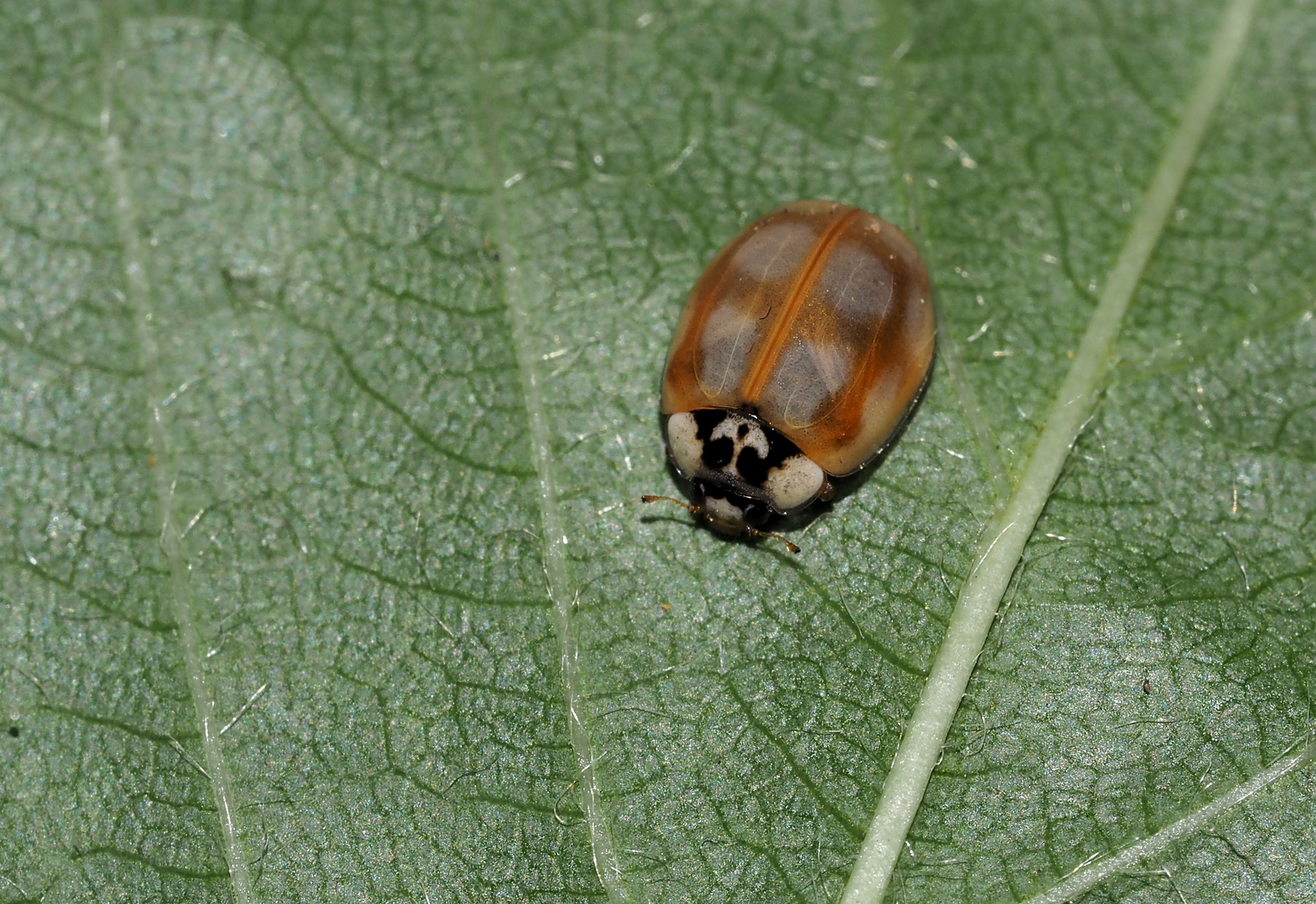 Zehnpunkt-Marienkäfer... Adalia decempunctata