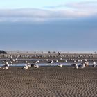 Zehntausende von Möwen auf Fanø