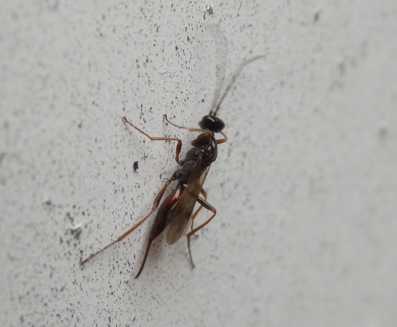 Zehrwespe (Proctotrupes sp.) auf dem Garagentor