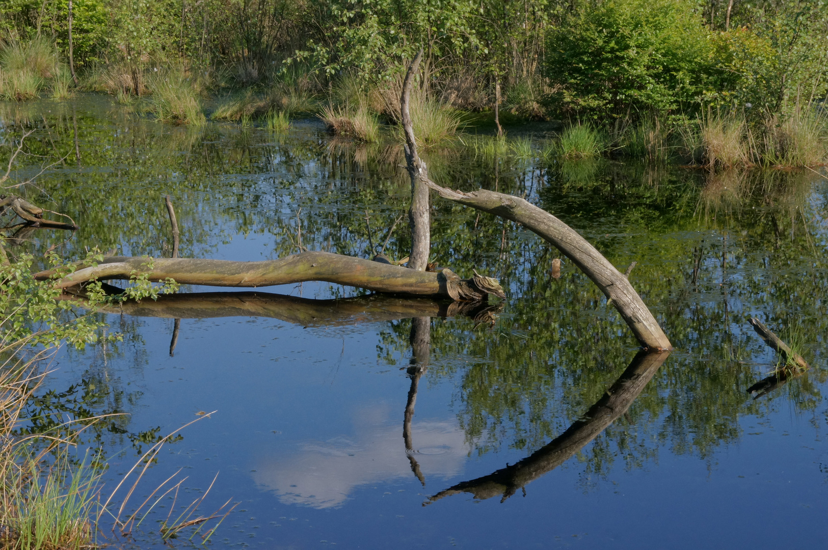 Zeichen im Moor