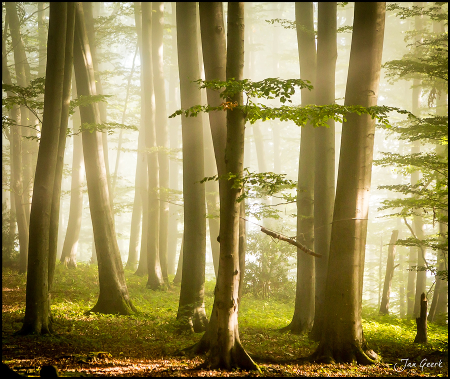 Zeichen im Wald