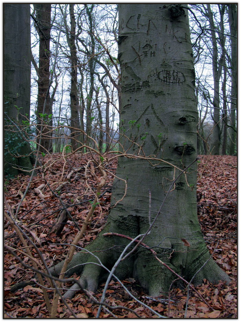 Zeichen ... überall im Wald .....