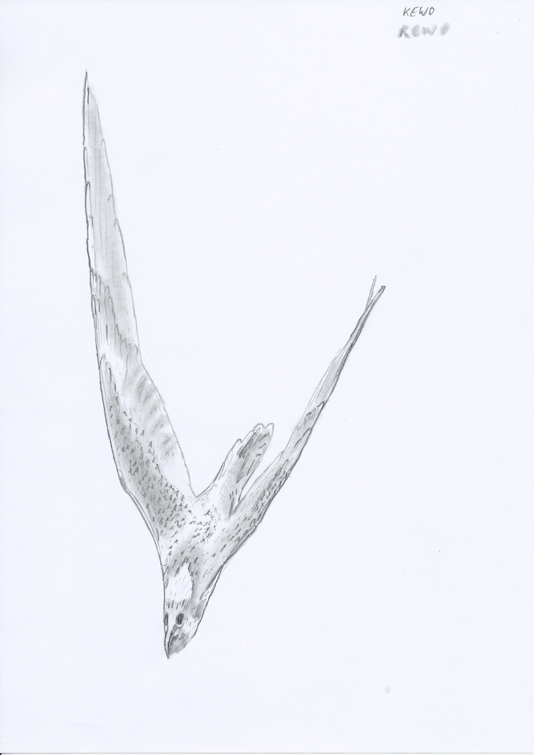 Zeichnung Falke