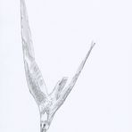 Zeichnung Falke