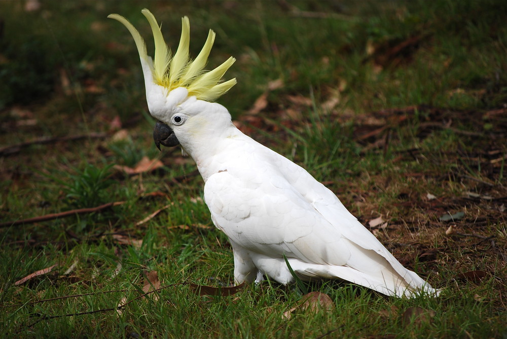 Zeig Deinen Kamm! Foto & Bild tiere, wildlife, wild lebende vögel Bilder auf Zeig Deinen Kamm! Foto & Bild tiere, wildlife, wild lebende vögel Bilder auf